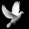sterlingdove